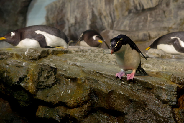 Photos: なかなか飛び込まないイワトビペンギン