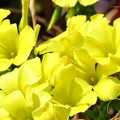 Photos: オオキバナカタバミの花