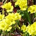 Photos: オオキバナカタバミの花と葉