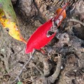 Photos: サンゴジュの虫食い紅葉♪