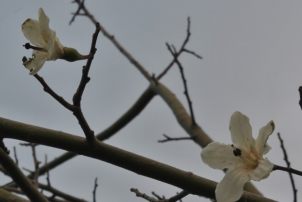 もう２輪しか残っていない白花種のトックリキワタの花