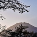 富士山眺める鳥
