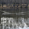 Photos: 翡翠のいる池