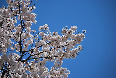 県北の桜