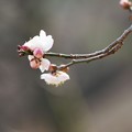 Photos: 春つぼみ