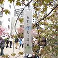 2011年　大阪造幣局　桜の通り抜け