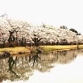 馬見塚公園の桜とミツバツツジ