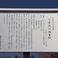 信州の一本桜　下宮沢の祖霊桜