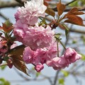 Photos: 牡丹桜_2211