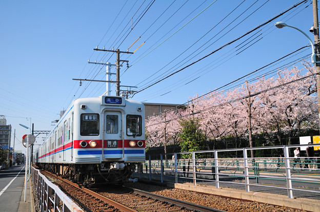 Photos: 桜と3300形電車