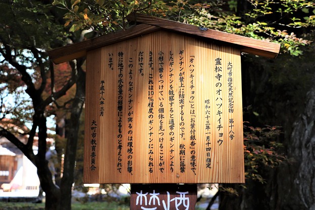 霊松寺のオハツキイチョウ解説板