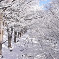 Photos: 真冬のケヤキ並木。