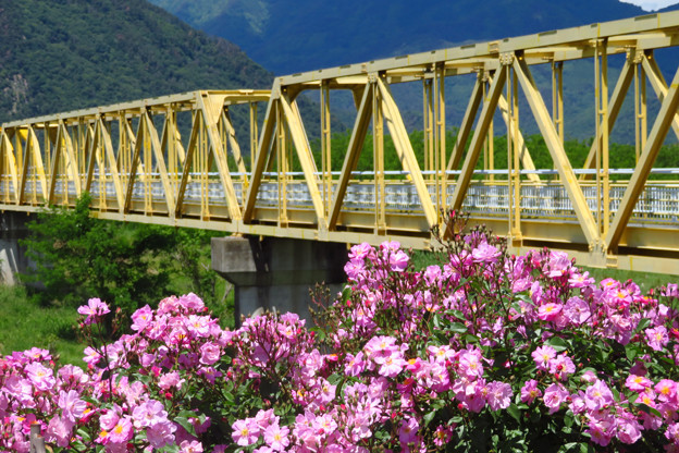 Photos: 黄色鉄橋と紫バラ。