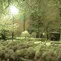 Photos: 雪夜の公園。