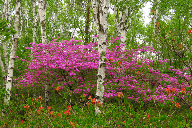 高原に紫の花眩しい。