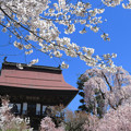 山のお寺の桜日和。
