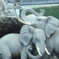 Photos: 街で見つけた象の像だぞう。