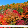 Photos: お寺裏山の紅葉彩り。