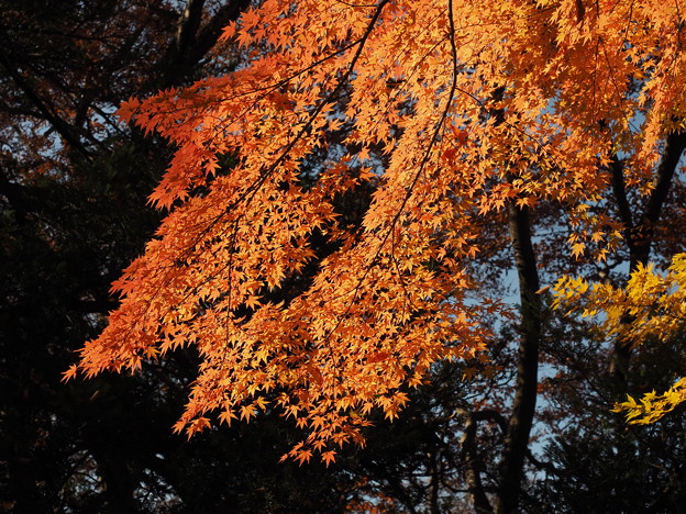 Photos: オレンジ紅葉
