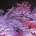 Photos: 桜