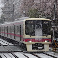 桜と雪の京王線