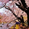 Photos: 桜の時