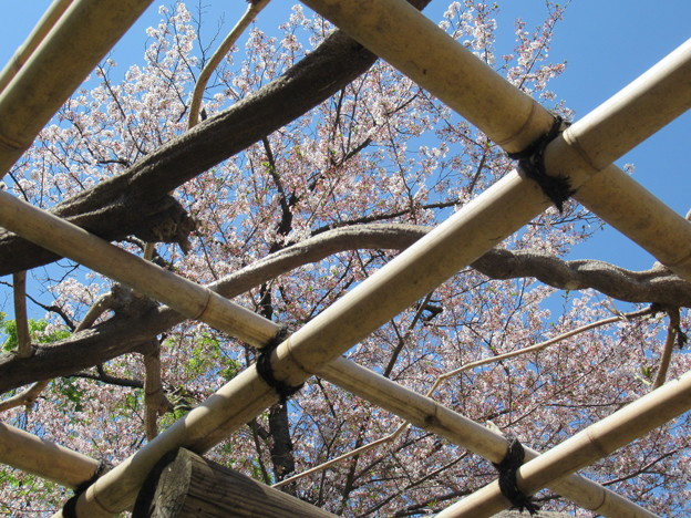 格子の桜