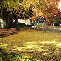 Photos: 公園の秋