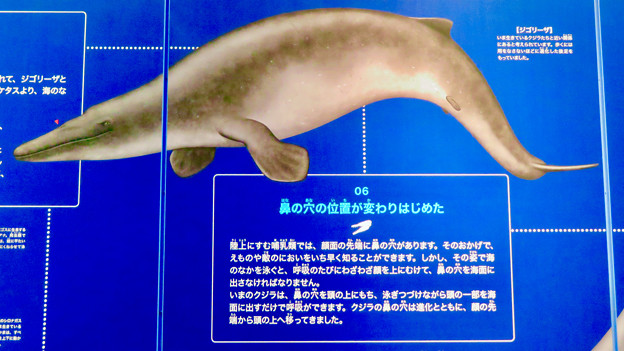 名古屋港水族館：クジラの祖先 - 3（ジゴリーザ）