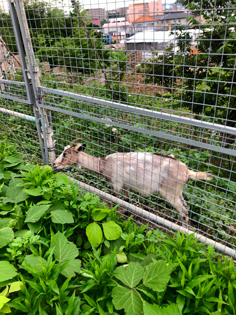 春日井市出川町：放牧されてたヤギ