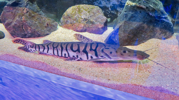 アクア・トトぎふ No - 228：「水族館でおなじみ」と称されてた「カシャラ」と言う魚