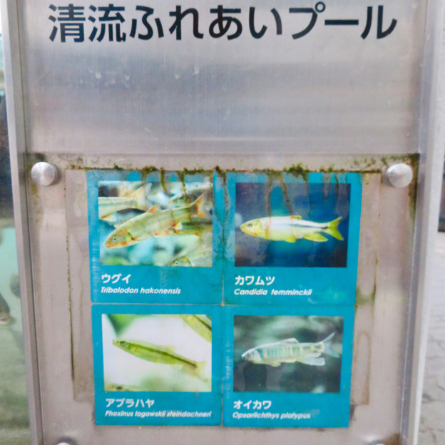 アクア・トトぎふ No - 240：餌やり体験できる水槽の中の魚（ウグイ、カワムツ、アブラハヤ、オイカワ）