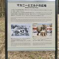 東山動植物園：旧アジアゾウ舎跡地に整備された「マカニーとエルドの広場」- 2