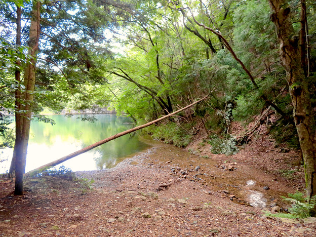 道樹山：麓にある柿ノ木川をせき止めて作られた池 - 1