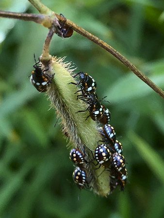 マメ科の草に沢山集まってたミナミアオカメムシの幼虫 - 4