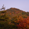 大谷山の送電線鉄塔下 - 3：紅葉した道樹山山頂