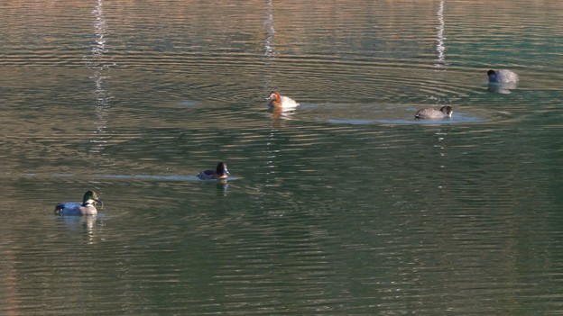 宮滝大池にいた様々な鳥 - 10：オオバンと様々な種類のカモ