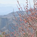 宝登山からの光景と咲き始めの梅