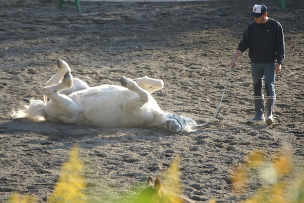 寝転ぶ馬