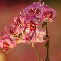 Photos: 蘭の花