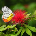 Photos: 南国の蝶