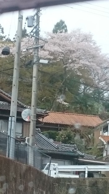 桃山公園駐車場から桜