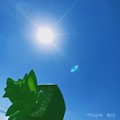Photos: 青空太陽に観葉植物を！ ～Instagram