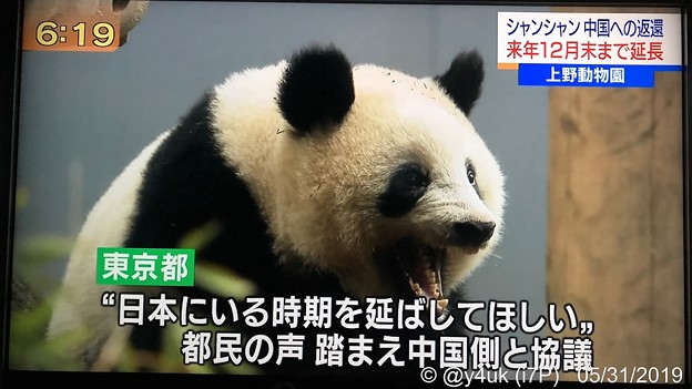NHK首都圏ネットワーク“シャンシャン中国への返還、来年12月末まで延長”「日本にいる時期を伸ばしてほしい。都民の声 踏まえ中国側と協議」辛い暗い日々に朗報ハッピーニュースキター(●´ω｀●)会いたい