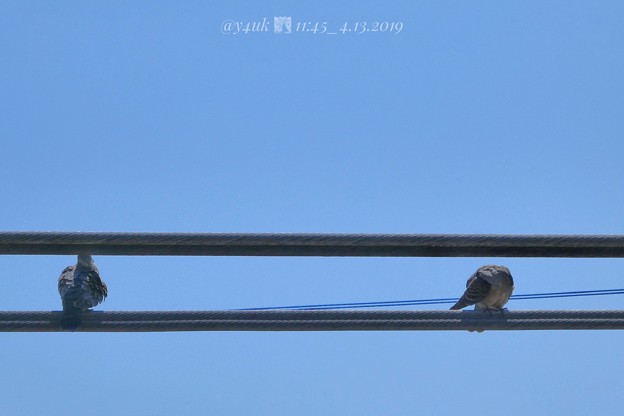 Photos: 11:45_4.13カップル鳩その1.午前中からイチャついてた電線で。左:山ちゃん、右:蒼井優。会見と深夜ラジオ山ちゃん号泣に、笑顔希望勇気支え思いやり愛「指輪より思い出」素晴らしい2人だった♪青い空
