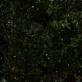 Photos: 11:07_1.18 1st 1℃old Snow Angels今冬初雪・明午前・天使・コンデジ(マニュアルフォーカスMF,シャッター優先1/2000,zoom750mm,ISO800:TZ85)本気