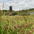 Photos: 赤米と国分寺五重塔