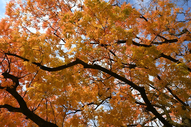 Photos: 閑谷学校の櫂の木紅葉