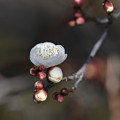 Photos: 白梅咲きました