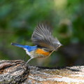 Photos: 青い鳥飛んだ！